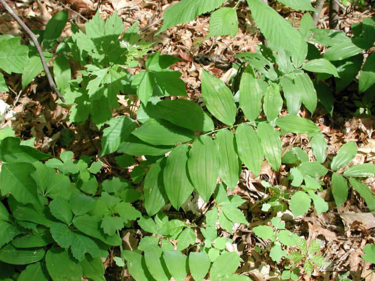 Solomon's Seal, Hairy (Polygonatum pubescens) - 09