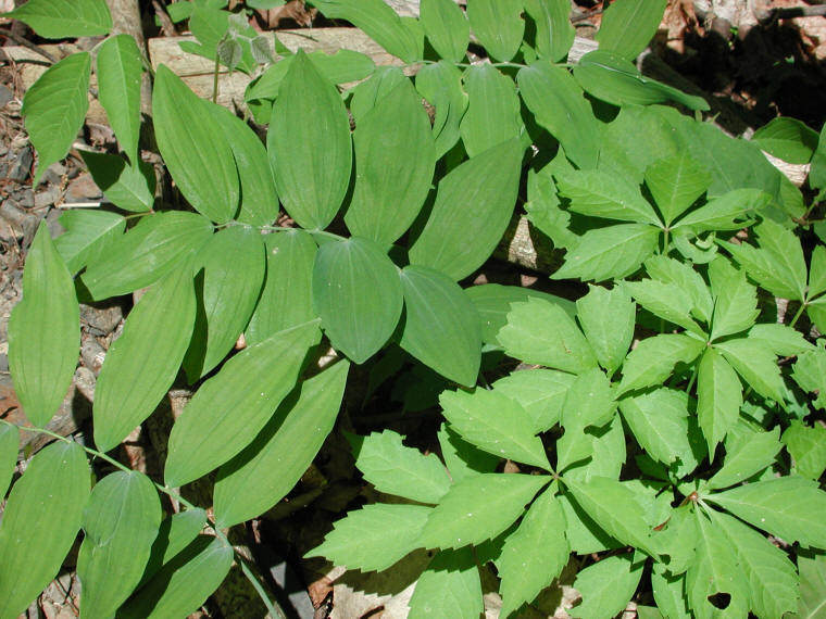 Solomon's Seal, Hairy (Polygonatum pubescens) - 11