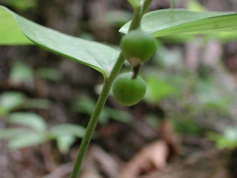 Solomon's Seal, Hairy (Polygonatum pubescens) - 12