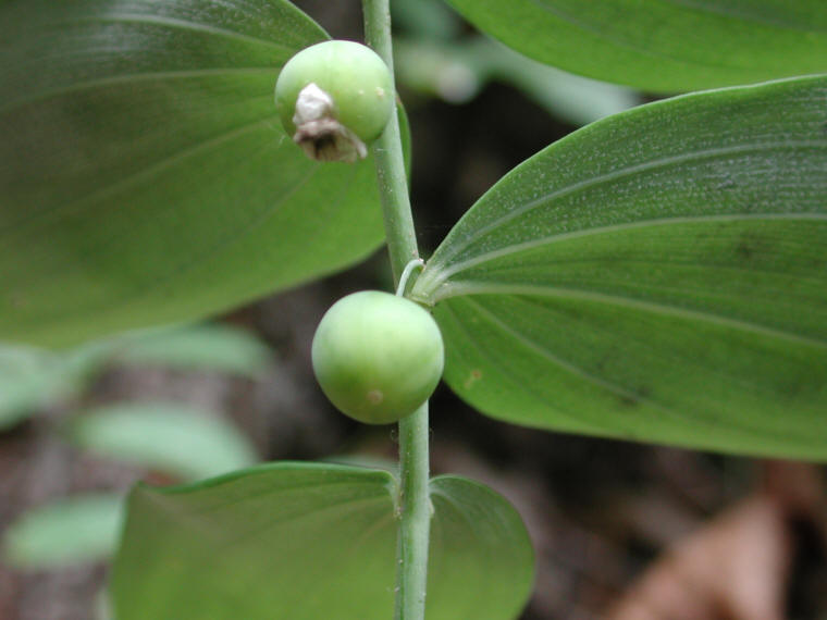 Solomon's Seal, Hairy (Polygonatum pubescens) - 13