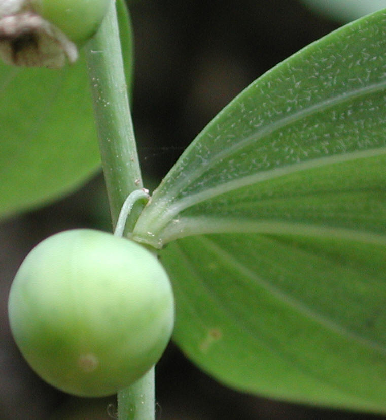Solomon's Seal, Hairy (Polygonatum pubescens) - 13a