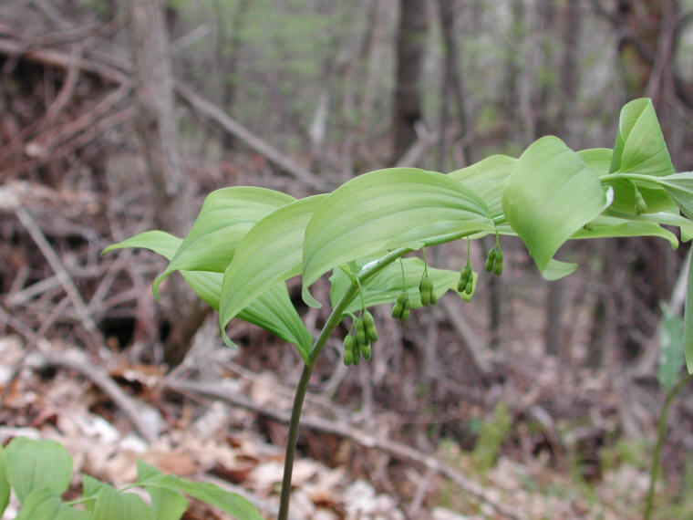 Solomon's Seal, Hairy (Polygonatum pubescens) - 14