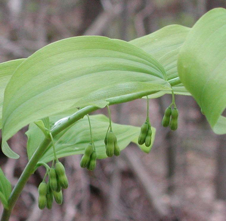 Solomon's Seal, Hairy (Polygonatum pubescens) - 14a