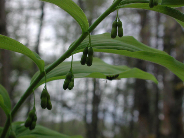 Solomon's Seal, Hairy (Polygonatum pubescens) - 15