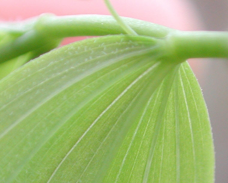 Solomon's Seal, Hairy (Polygonatum pubescens) - 17