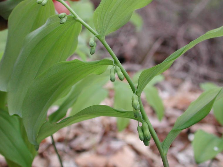 Solomon's Seal, Hairy (Polygonatum pubescens) - 18