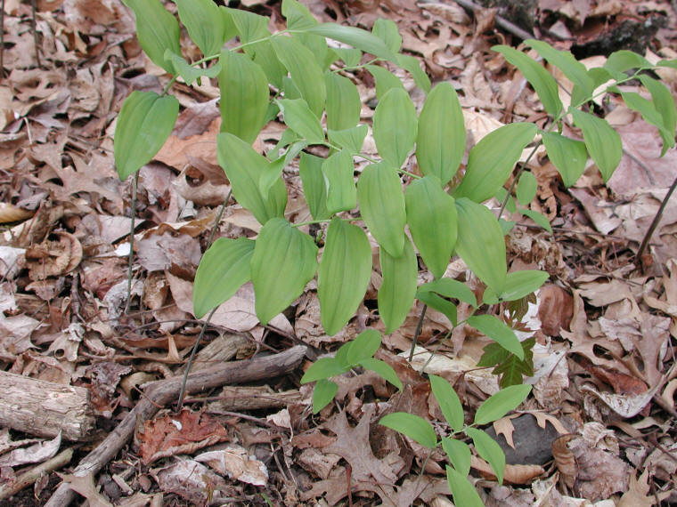 Solomon's Seal, Hairy (Polygonatum pubescens) - 19
