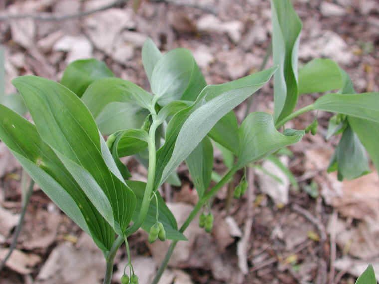 Solomon's Seal, Hairy (Polygonatum pubescens) - 22