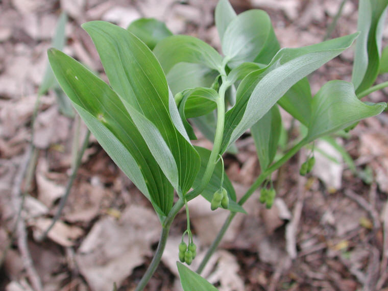 Solomon's Seal, Hairy (Polygonatum pubescens) - 23