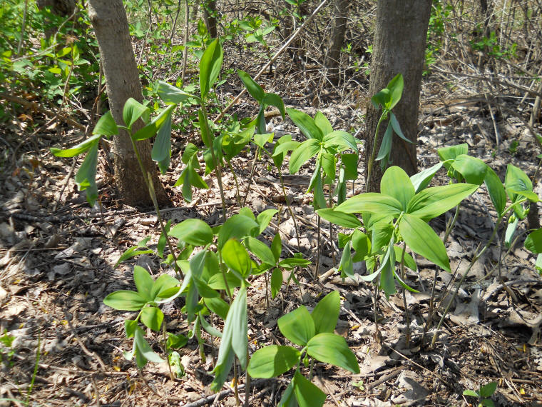 Solomon's Seal, Hairy (Polygonatum pubescens) - 25