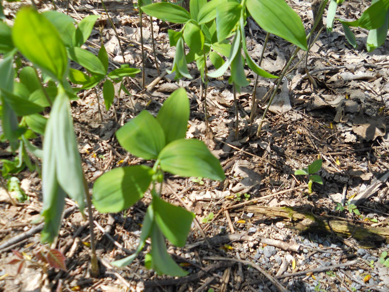 Solomon's Seal, Hairy (Polygonatum pubescens) - 26