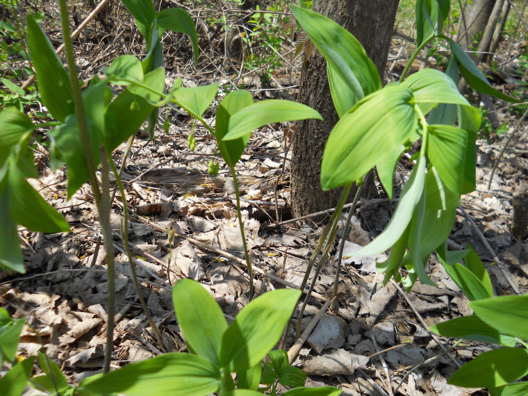 Solomon's Seal, Hairy (Polygonatum pubescens) - 27