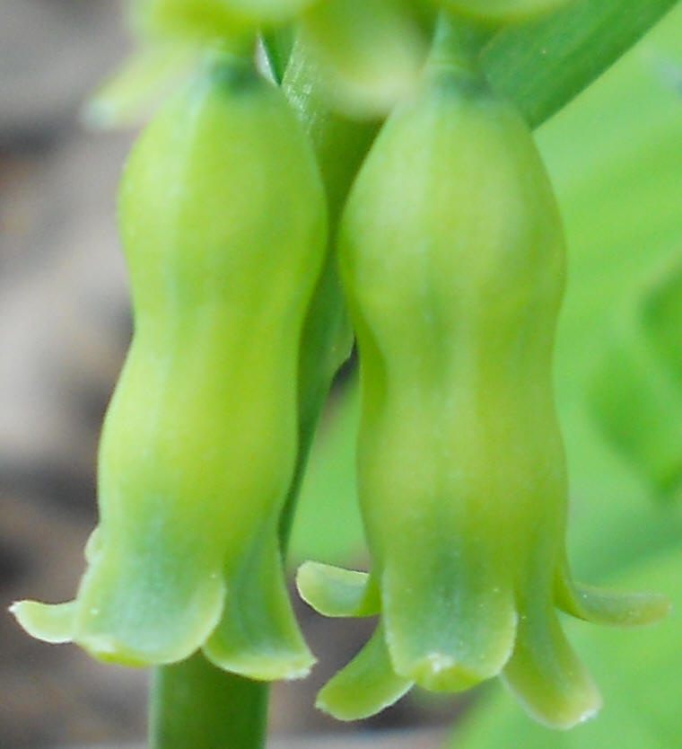 Solomon's Seal, Hairy (Polygonatum pubescens) - 28