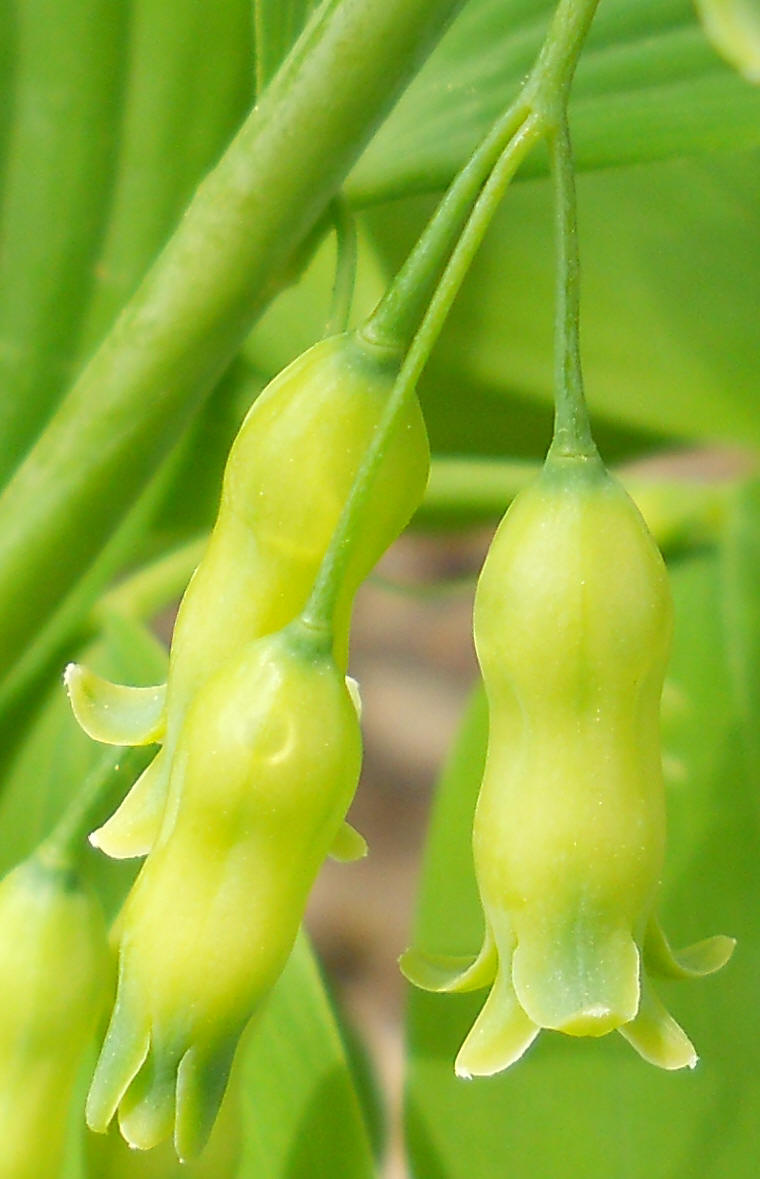 Solomon's Seal, Hairy (Polygonatum pubescens) - 29a