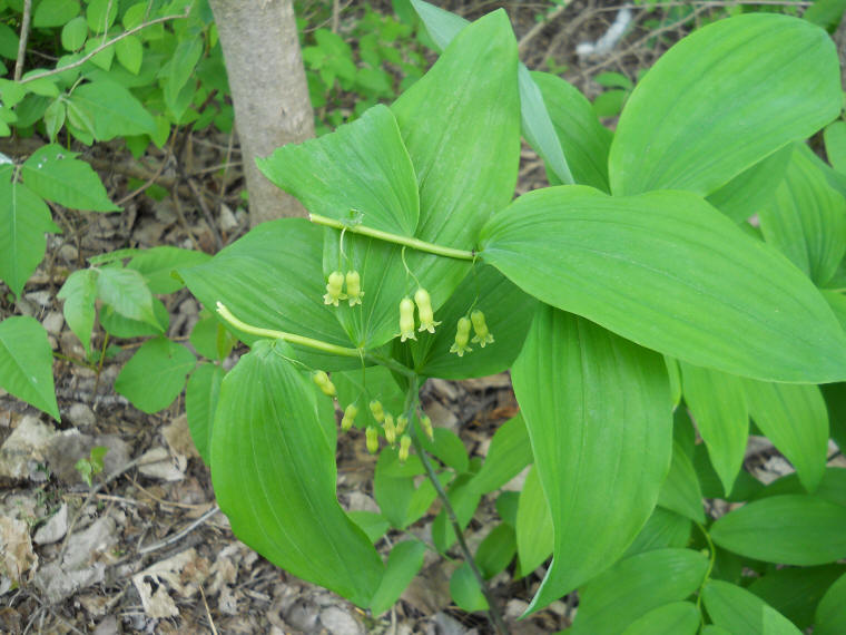 Solomon's Seal, Hairy (Polygonatum pubescens) - 31