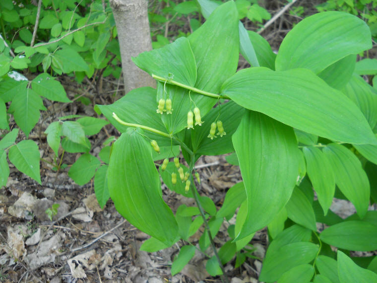 Solomon's Seal, Hairy (Polygonatum pubescens) - 32