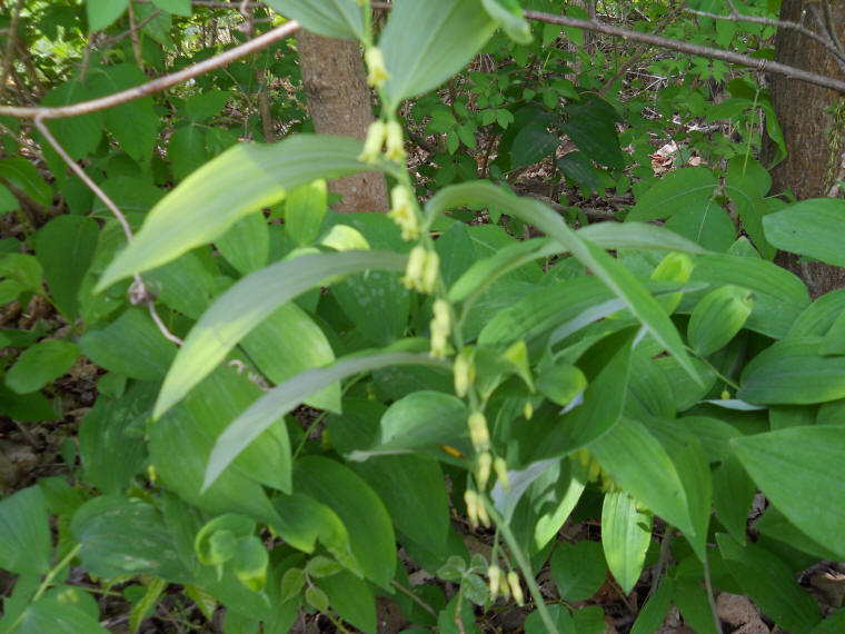 Solomon's Seal, Hairy (Polygonatum pubescens) - 34