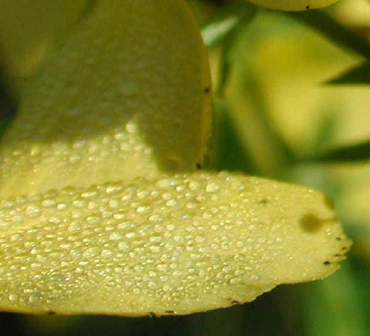 St. Johnswort, Common (Hypericum perforatum) - 02a