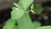 Dwarf St. Johnswort (Hypericum mutilum) - 02a