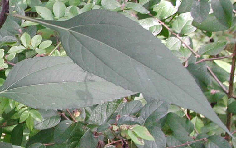 Sunflower, Wild (Helianthus spp.) - 02a