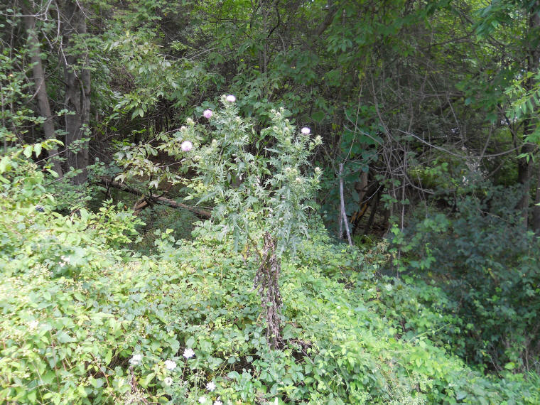 Tall Thistle - 14