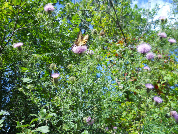 Tall Thistle - 16