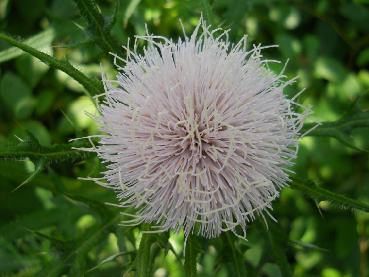 Canada Thistle - 10
