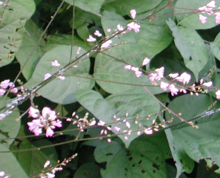 Pointed-leaf Tick Trefoil (Desmodium glutinosum) - 02a