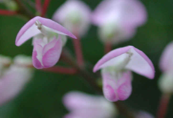 Pointed-leaf Tick Trefoil (Desmodium glutinosum) - 03