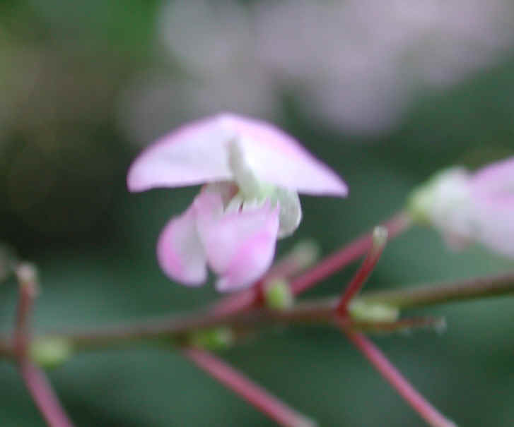 Pointed-leaf Tick Trefoil (Desmodium glutinosum) - 04