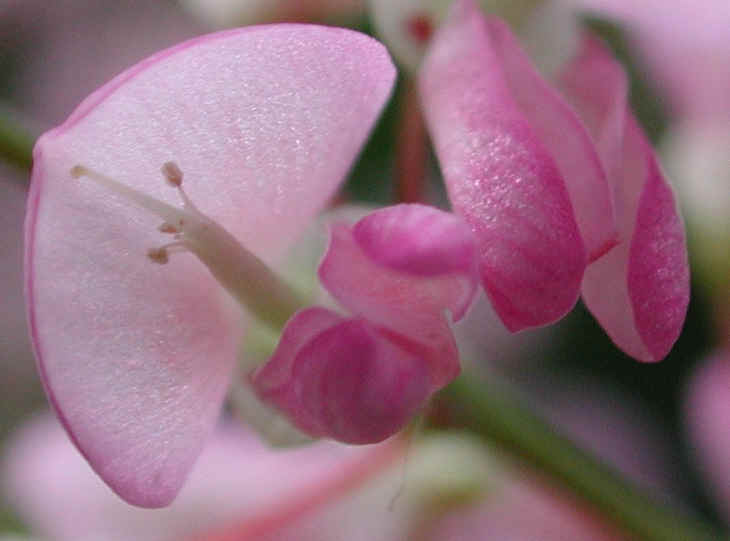 Pointed-leaf Tick Trefoil (Desmodium glutinosum) - 12