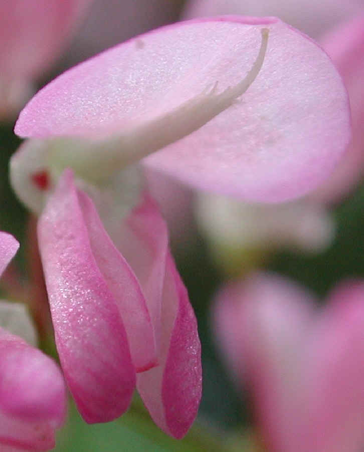 Pointed-leaf Tick Trefoil (Desmodium glutinosum) - 13