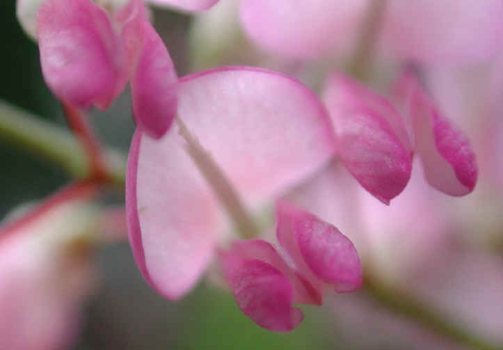 Pointed-leaf Tick Trefoil (Desmodium glutinosum) - 14