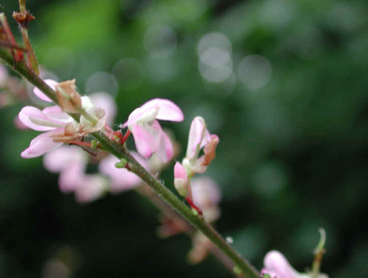 Pointed-leaf Tick Trefoil (Desmodium glutinosum) - 17