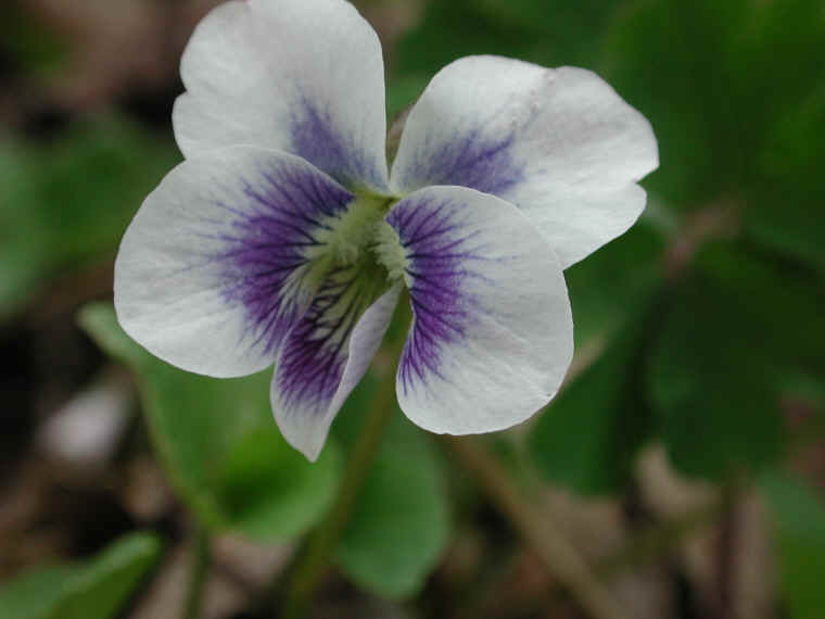 Confederate Violet (Viola sororia f. priceana) - 09