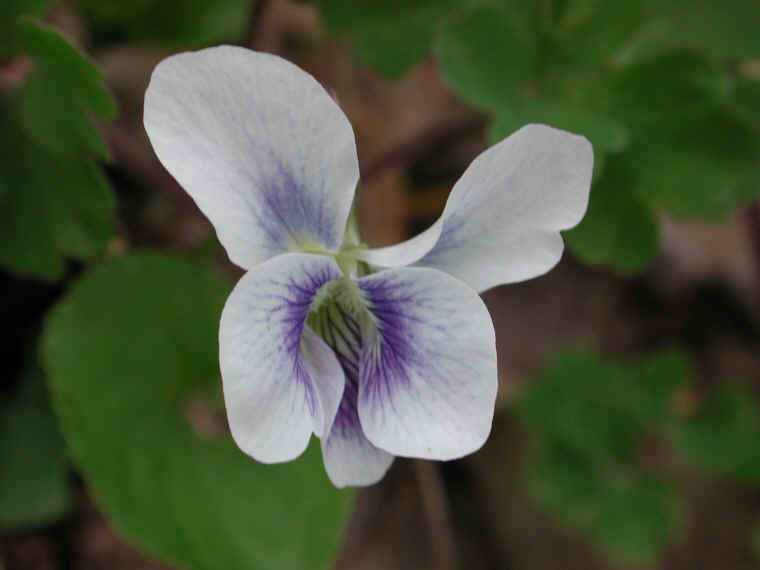 Confederate Violet (Viola sororia f. priceana) - 12