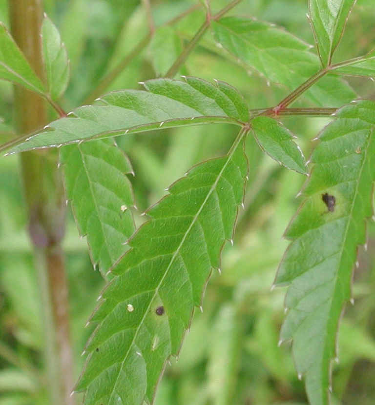 Water Hemlock or Spotted Cowbane (Cicuta maculata) - 03a