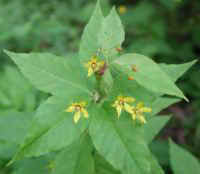 Whorled Loosestrife (Lysimachia quadrifolia)