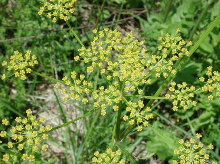 Wild Parsnip (Pastinaca sativa) - 02