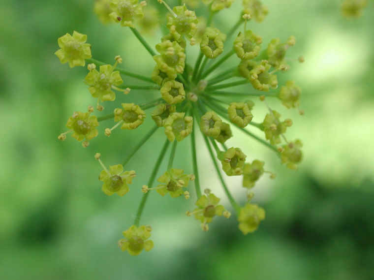 Wild Parsnip (Pastinaca sativa) - 09