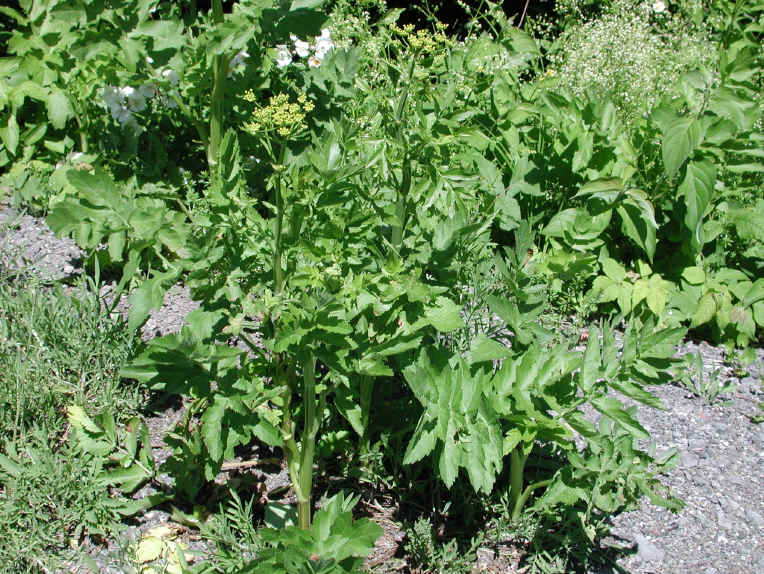 Wild Parsnip (Pastinaca sativa) - 22