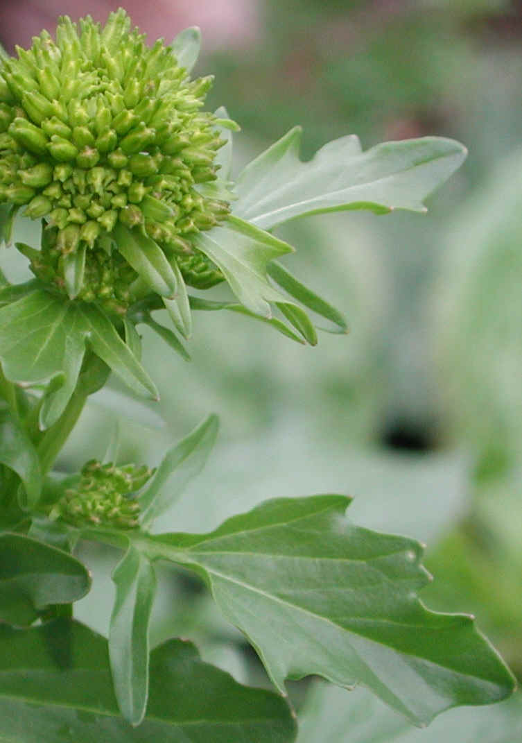 Early Winter Cress or Early Yellow Rocket (Barbarea verna) - 19