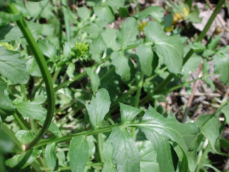 Early Winter Cress or Early Yellow Rocket (Barbarea verna) - 24