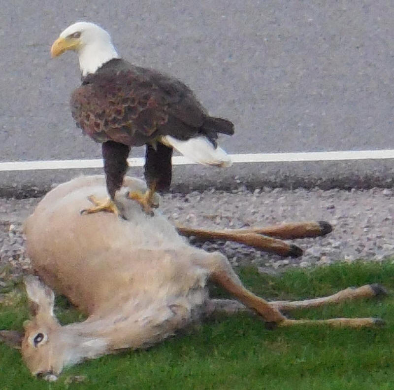 Bald Eagle - 20200503-01