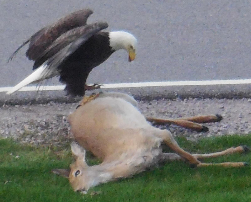 Bald Eagle - 20200503-03