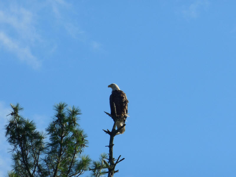 Bald Eagle - 20200613