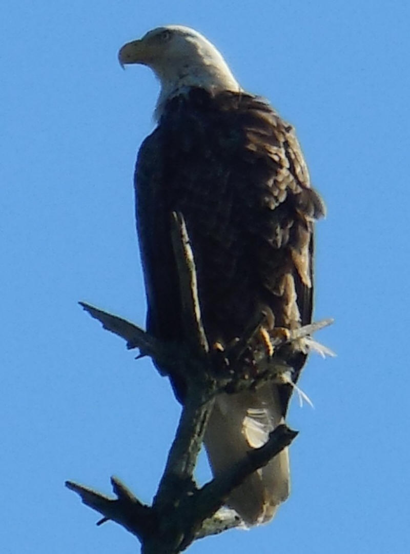 Bald Eagle - 20200613a