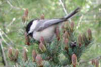 Black-Capped Chickadee (Poecile atricapillus)