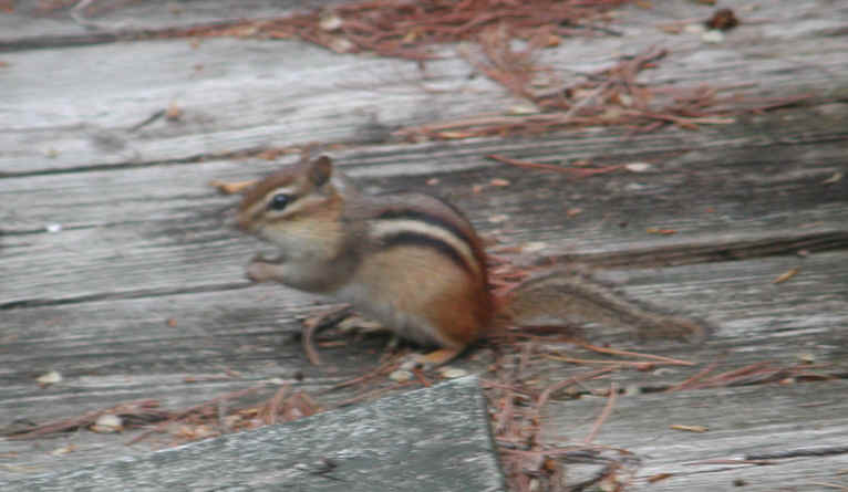 Eastern Chipmunk (Tamias striatus) - 01