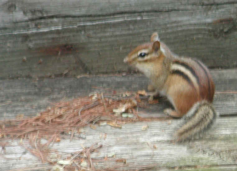 Eastern Chipmunk (Tamias striatus) - 05